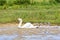 White mother swan swimming in line with youngs