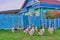 White and motley geese walk near the village house in countryside of Siberia, Russia