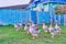 White and motley geese walk near the village house in countryside of Siberia, Russia