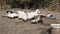 White and mottled ducks at the farm.