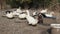 White and mottled ducks at the farm.