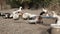 White and mottled ducks at the farm.