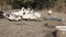 White and mottled ducks at the farm.