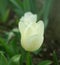 White Mount Tacoma tulips blooming