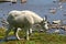 A white mountain goat and glacial lake