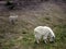 White Mountain Goat with Kid