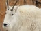 White Mountain goat in the snow