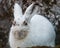 White mountain hare