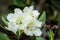 White Mountain Rhododendron Flowers
