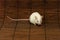 White mouse