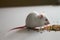 White Mouse eating bird seed on empty table