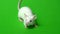 White mouse on a green background.