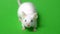 White mouse on a green background