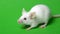 White mouse on a green grass background