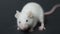 White mouse lies on a dark background