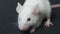 White mouse lies on a dark background