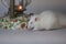 White mouse. light rat. The mouse is eating. Decorative animals