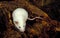 White Mouse, mus musculus, Adult standing on Stump