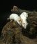 White Mouse, mus musculus, Adults standing on Stump