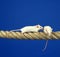 WHITE MOUSE mus musculus, PAIR STANDING ON ROPE