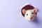 White mouse peeks in surprise through a hole in the paper on a pastel purple background, with copy space