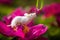 White mouse sitting on a pink pion flower