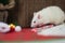 White mouse on the table. White rat eats candy. Decorative rat