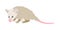 white mouse or virginia opossum small wild nature animal with long tail and furry creature