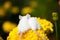 White mouses sitting on a yellow flower