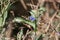 White mouth dayflower Commelina erecta