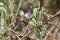White mouth dayflower Commelina erecta