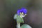 White mouth dayflower Commelina erecta