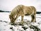 White muddy horse in fresh snow will rolling