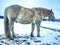 White muddy horse in fresh snow will rolling