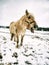 White muddy horse  in fresh snow will rolling