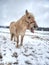 White muddy pony or horse standing in now