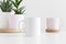 White mug mockup with various types of succulent plants on a white table