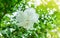White Mugunghwa flower is a Korean national flower or in the name Rose of Sharon