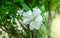 White Mugunghwa flower is a Korean national flower or in the name Rose of Sharon