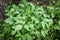 White Mugwort - Artemisia lactiflora