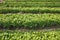 White mugwort Artemisia lactiflora, Guizhou in vegetable garden has medicinal properties
