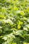 White mugwort herb