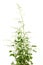 White mugwort, jing-ju-chai (Chinese) Artemisia lactiflora, Asteraceae, tree.