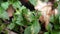 White mugwort, leaf blight from pathogen, plant disease