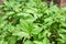 White mugwort leaves green for herb vegetable food nature in the garden - Artemisia lactiflora