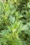 White mugwort plants