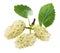 White mulberries on the white background