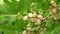 White mulberry berry on a tree branch. Berries gardening harvest
