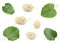 White mulberry with leaf set
