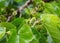 white mulberry ripening on the branch, light bokeh